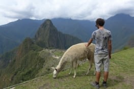 lama, cabri, Machu