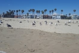 Même les mouettes sont énormes là bas ?