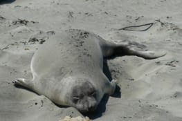 Un éléphant de mer...