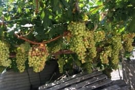 Le raisin croule dans le village de Siana