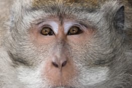 Le mâle dominant de la troupe