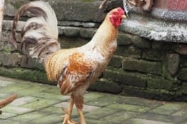 Un coq de combat indonésien