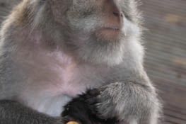 Une mère et son petit