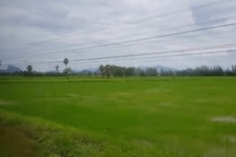 Paysage traversé durant notre trajet en train : ici des rizières