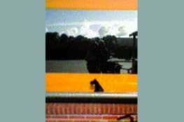 Le chien est le logo