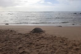 Une tortue sur la plage cette fois