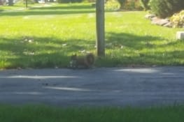 Au Pays des écureuils !