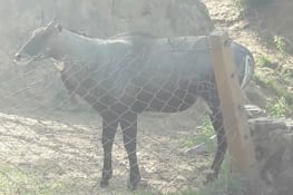 Le fameux Vachal en chair et en os