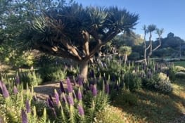 Jardin royal botanique