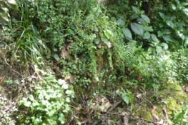 A l'approche de la forêt équatorienne