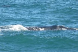 baleines a hermanus