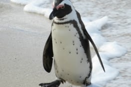 Les pingouins du cap