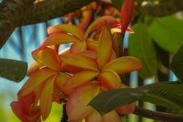 honte à moi ! je ne sais même quel est cet arbre