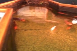 Voici le bassin ou nous avons pu touché les poissons.