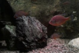 Voici une petite série de photos de poissons.           1