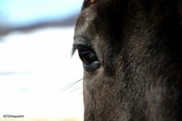 Les écuries entre monts et marées