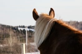 Les écuries entre monts et marées