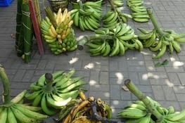 les "verdes", bananes plantain qui servent de légumes. Elles sont cuites soit bouillies