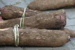 Yuka ,nom local du manioc