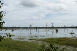 la fôret inondée entoure un îlot où est construit le temple de Neak Pean