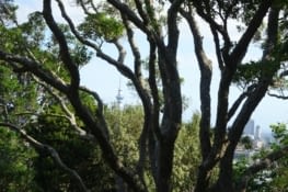 Les arbres sont magnifiques !!