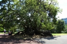 La végétation d'Auckland, toujours magnifique ...