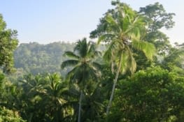 7h30, les palmiers sont déjà bien réveillés