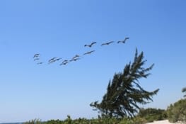 Vol de pelicans