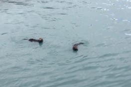 Premières loutres du coup...