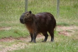 Le capybara