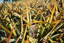 Un champ d'Ananas