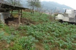 La région de Sa Pa est aussi connue pour sa culture de l'artichaut