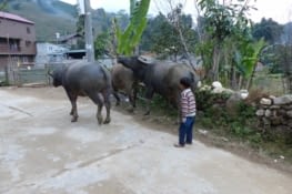 Le paysan haut comme trois pommes