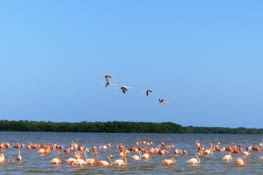 Les fameux flamands roses