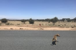 sur la route pour masai mara