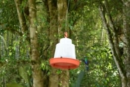 Colibri (regardez bien à droite de la photo!:)!)