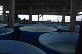 Bassins de tortues dans le centre de réhabilitation des tortues