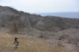 Un fou à pieds bleus croisé sur le chemin
