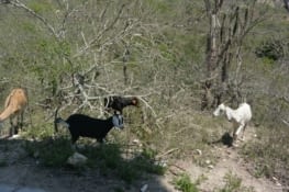 Chèvres croisées sur le chemin