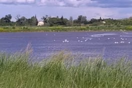 Et partout des oiseaux