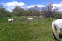 Les chevaux camarguais