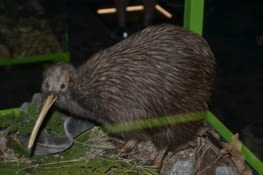Le kiwi