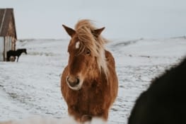 Entre Selfoss et Þingvellir