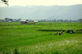 Rice harvest/Récolte du riz