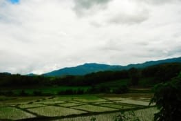 Rizière / Rice field