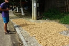 Cacahuètes en train de sécher dans la rue / Peanuts drying in the street