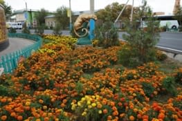 Parterre / Flowerbed