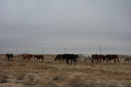 Troupeau de chevaux / Horses herd