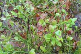 Après la jacinthe, les plants de myrtilles avec les petites myrtilles ?