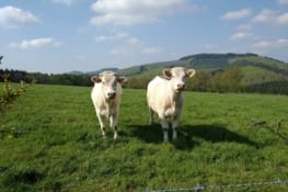 Dans le Morvan il y a beaucoup de vaches ?
